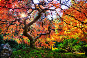 11 самых красивых в мире деревьев