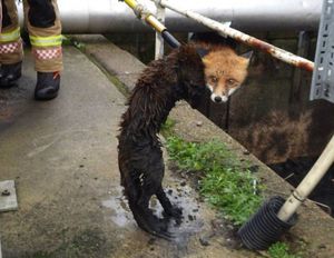 Плавание лисицы в сточной канаве закончилось в ванной!