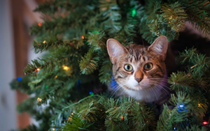 «наряжая ёлку, подрался с котом из-за дождика»: новогодние анекдоты