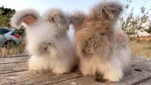 Очаровательные французские кролики с невероятно милыми пушистыми ушками