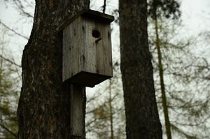 Экоцентр «Лесная сказка» разработал проект о подкормке птиц «Птичья кухня»