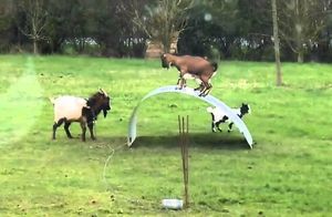Видео: Козы качаются на металлическом листе — когда зверям скучно, творится немыслимое