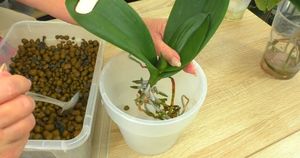 Удивительный лайфхак! Посадите орхидеи в необычный для нее грунт, и они нарастят корни за три недели
