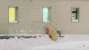 Пришедшего к людям белого медвежонка на Ямале сняли на видео