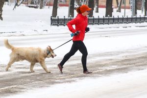 Ветеринары перечислили правила выгула собак в морозы