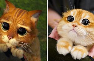 15 фото очаровательного кота, который то-в-точь похож на знаменитого персонажа «Шрека»