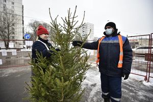 Москвичи выбрали места для пунктов приема новогодних елок