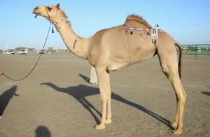 С фестиваля красоты в Саудовской Аравии дисквалифицировали верблюдов из-за ботокса