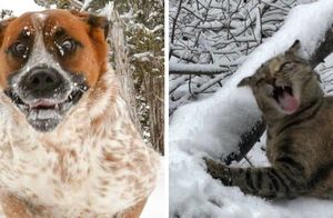 12 смешных фото, показывающих, что у домашних питомцев особое отношение к снегу