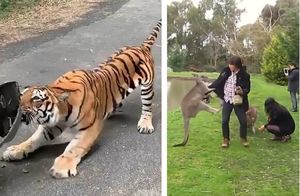 Видео: 30 неожиданных моментов, когда дикие животные атаковали людей