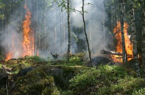 Почему тем, кто тушил лесные пожары, тяжело справляться с эмоциями: опасности работы