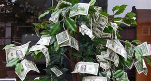 Денежные цветы: 25 растений, которые привлекают деньги