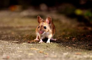 Мышиное чутье: могут ли грызуны чувствовать приближение хищников
