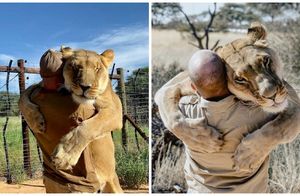 20 фото спасенной львицы, обожающей обнимать своего человека, выказывая всю нежность