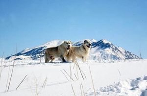 Видео: Две казахские пастушьи собаки отражают нападение волчьей стаи