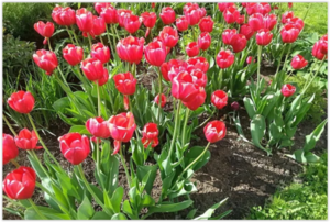 5 частых ошибок выращивания тюльпанов, которые допускают более половины цветоводов