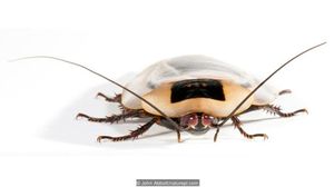 Тараканы выполняют особую миссию на Земле