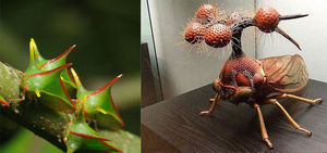 Самые странные, уродливые и ужасные насекомые мира