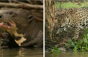 Битвы ягуаров с выдрами Амазонки, которые показывают, почему первые никак не победят