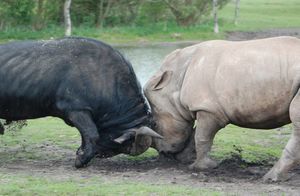 Когда один сильнее всех: битва носорога со стадом буйволов попала на видео