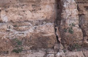 Видео: Горный козел мастерски взбирается по склону отвесной скалы