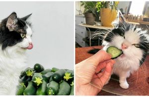 15 фото кота, обожающего огурцы и способного отыскать их среди  других похожих овощей