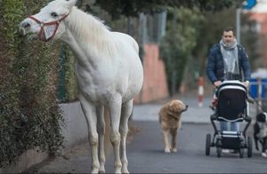 Почему лошадь уже 15 лет гуляет одна с запиской на шее: 5 чудесных историй о животных