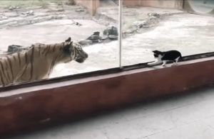 Видео: Тигр охотится на кошку, гуляющую возле его вольера