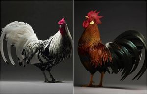 Курочка Ряба и не только: 20 портретов домашних птиц, которые вызывают восхищение