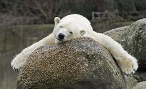 Старейшая белая медведица Европы Катюша умерла в зоопарке Берлина