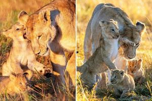 "Бааабушкаааа!" Самый шебутной львенок пристает к своей бабушке, когда они переезжают в новое логово