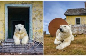 13 снимков белых медведей на заброшенной метеостанции: хищники хозяйничают
