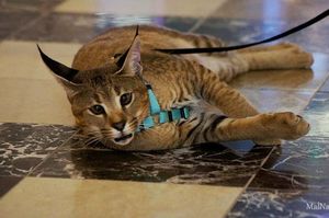 Деми Мур — самая дорогая кошка Санкт-Петербурга
