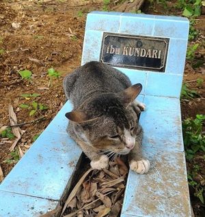 В Индонезии верная кошка уже год не уходит с могилы хозяйки