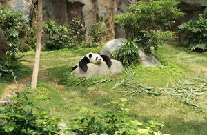 Ученые выяснили, почему большие панды имеют такой яркий и необычный черно-белый окрас