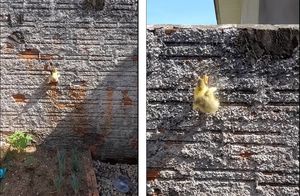 Видео: Утенок невообразимым образом научился карабкаться по стене в попытке сбежать