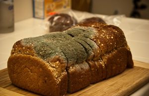 5 простых советов, которые помогут защитить хлеб от плесени