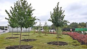 Более 300 деревьев высадили около станции «Давыдково» БКЛ