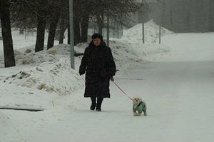 Реабилитацию трех московских парков начнут после новогодних каникул