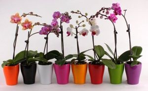 Секреты рассадки орхидей: как превратить 1 растение в 100!
