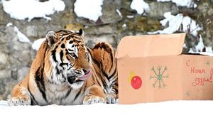 В Московском зоопарке с Новым годом поздравили амурского тигра Степана