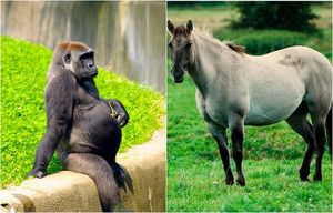 «Интересное положение»: 20 трогательно-забавных фотографий животных, которые готовятся стать мамами