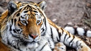 Амур женился, растит двойню: как поживает самый знаменитый тигр России