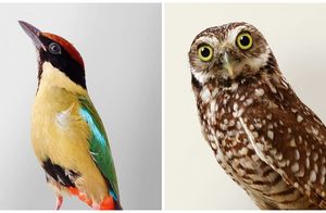 Пернатые позируют: 15 работ фотографа из Австралии, которая знает подход к птицам