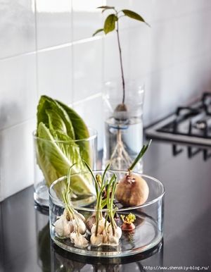 19 цветов и овощей, которые можно вырастить дома в вазе с водой - без земли!