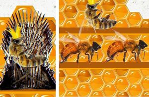 Будни пчелиного Готэма: жук, выслеживающий пчел, «полицейские», ищущие нецарские яйца