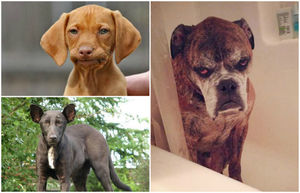 17 собак с человеческими глазами: наверное в прошлой жизни они были людьми