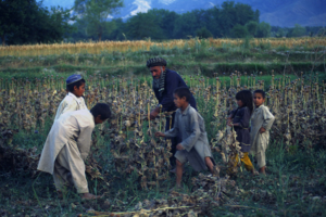 1995. Битва за урожай в Афганистане