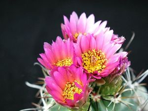 Розовый кактус: фото с описанием, виды цветка, особенности ухода, секреты выращивания и рекомендации цветоводов
