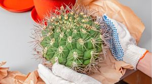Как правильно пересадить кактус: когда поливать и как не уколоться